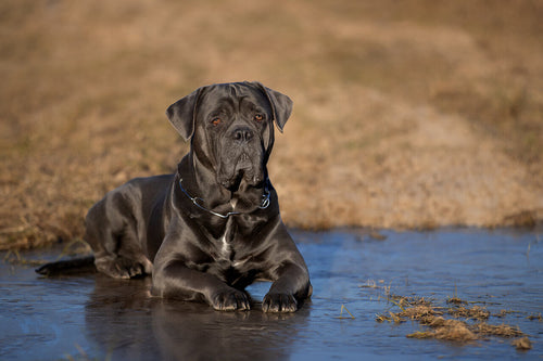 Cane corso leži