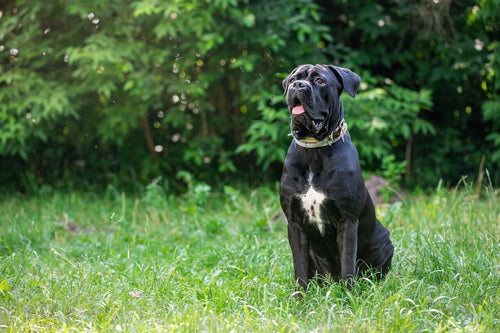Cane corso sedi u prirodi na travi