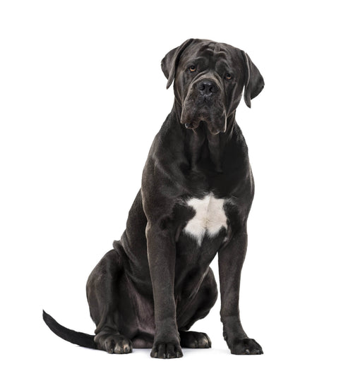 Cane corso sedi na beloj pozadini