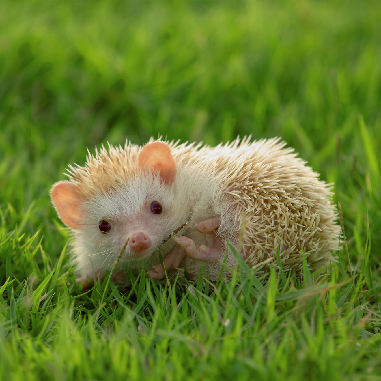 Afrički patuljasti jež – Pet-centar.rs