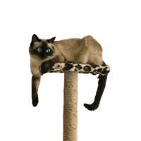 Grebalice za mačke