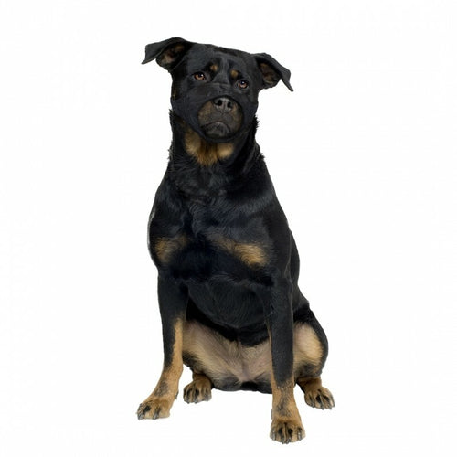 DUVO+ Korpa za pse XL 