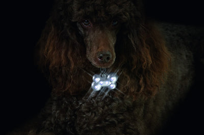 FLAMINGO Privezak za pse Blinki Kost svetleci, sa 6 LED sijalica 5x3cm