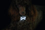 FLAMINGO Privezak za pse Blinki Kost svetleći, sa 6 LED sijalica 5x3cm