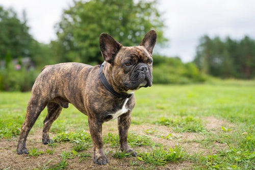 Tigrasti francuski buldog stoji na travi