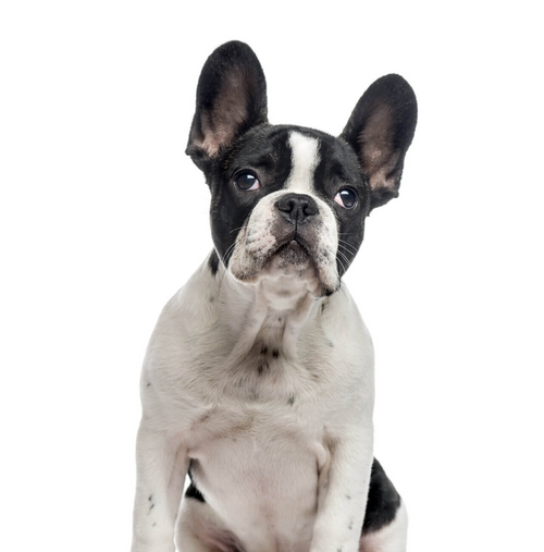 Francuski buldog