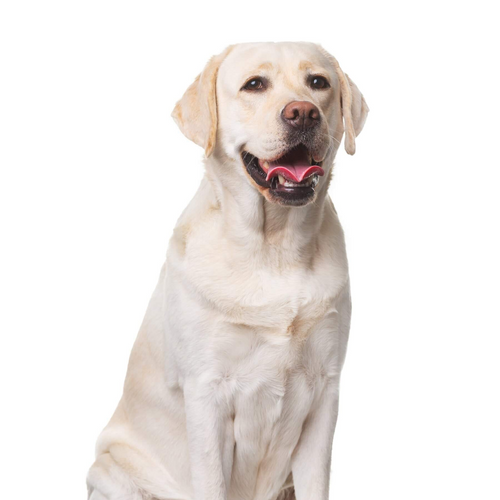 Žuti labrador retriver sedi