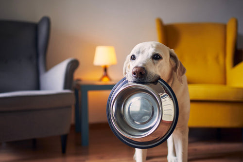 Labrador sa činijom u ustima