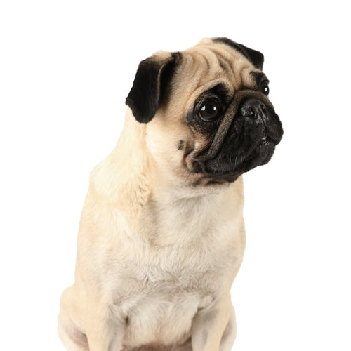 Mops