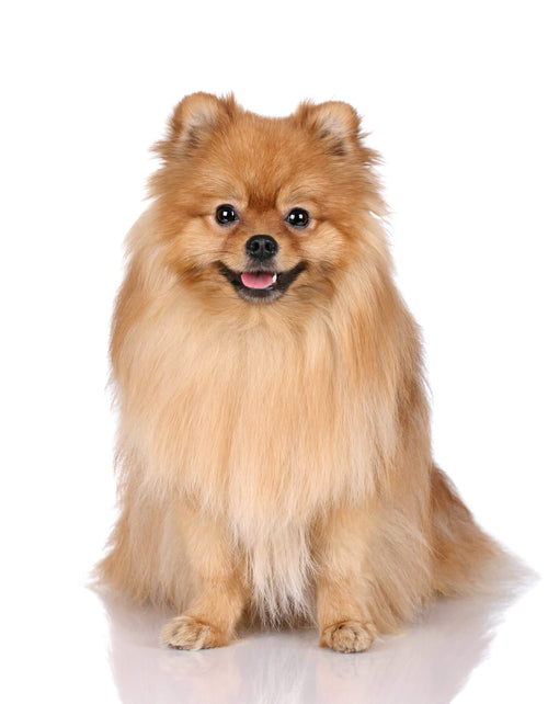 Pomeranac sedi