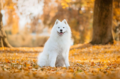 Samojed sedi na lišću u parku