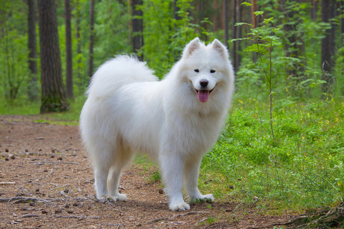 Samojed u šumi