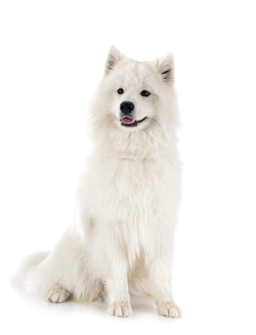 Samojed na beloj pozadini