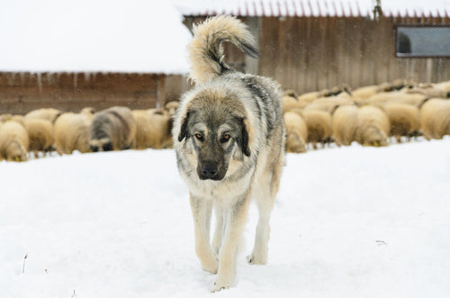 Šarplaninac na snegu ispred ovaca