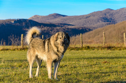 Šarplaninac stoji na travi u planinskim predelima