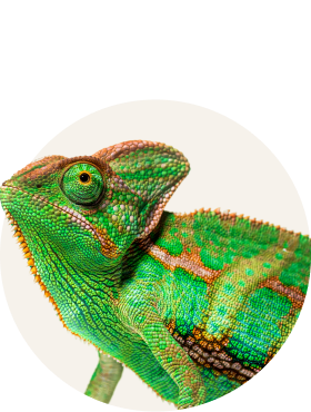 Teraristika